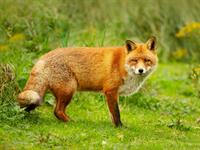 shutterstock_2292599475_fox_lapsa.jpg