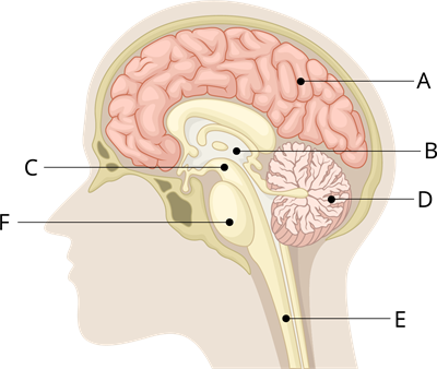 YCUZD_240226_6065_smadzeņu uzbūve_ar burtiem.png