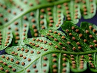shutterstock_1563769648_fern spores_papardes sporas.jpg