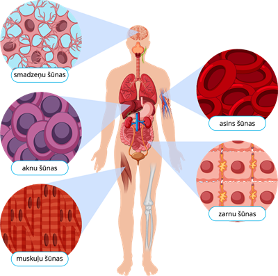 YCUZD_221228_4870_cilvēka šūnas.png