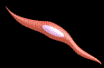 smooth_muscle_fiber.gif