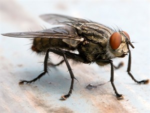 Shutterstock_209823907_fly_muša.jpg