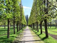 shutterstock_2462326521_linden tree in park_liepas parkā.jpg