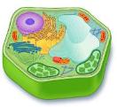 plantcell.jpg