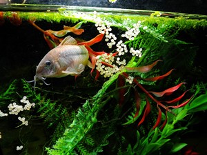 shutterstock_1928166965_fish spawning with eggs_zivs nārsto.jpg