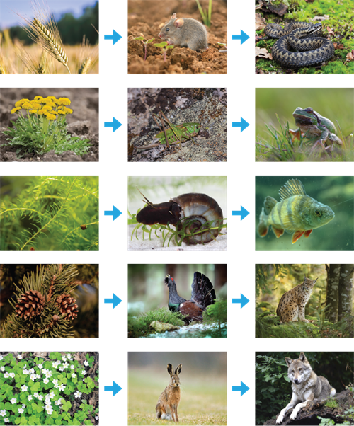 Barības ķēdes piemēri.png