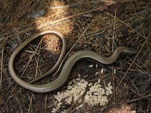 Shutterstock_2473534023_slow worm_goldene.jpg