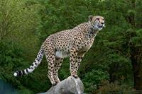 cheetah-pix.jpg