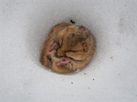 shutterstock_1528077569_mouse in winter_pele ziemā.jpg