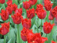 Shutterstock_2228079097_tulips_tulpes.jpg