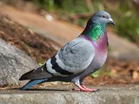 shutterstock_2500875587_pigeon_balodis.jpg