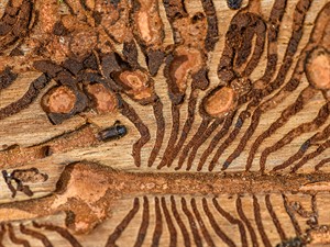 shutterstock_1850197222_european spruce bark beetle_egļu astoņzobu mizgrauzis.jpg