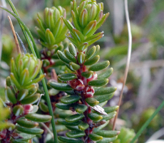 empetrum_nigrum_crowberry_large.png