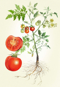 Tomato-Plant5_2000_1100.png