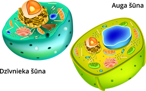 YCUZD_221228_4870_auga un dzīvnieka šūnas.png