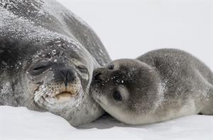 seals-pup pix.jpg
