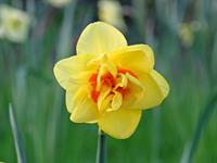 Shutterstock_2469597089_daffodil_narcise.jpg
