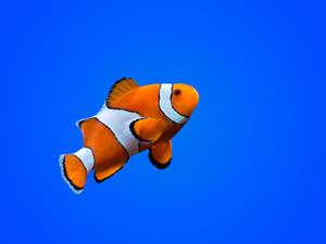 Shutterstock_733695745_fish_zivs (1).jpg