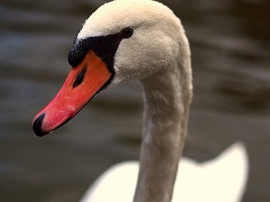 shutterstock_1937997844_beak_knābis.jpg