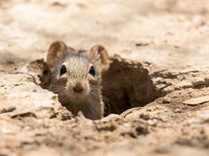 shutterstock_766545790_four striped grass mouse_Āfrikas svītrainā pele.jpg