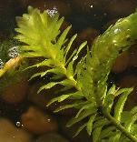 Elodea_canadensis1.jpg