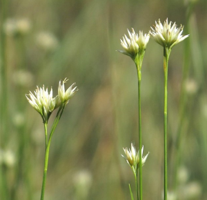 Rhynchospora alba (L.) Vahl, 1805_-_Rhynchospora blanc, Rhynchospore blanche_(01).png