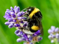 shutterstock_2166062343_bumblebee_kamene.jpg
