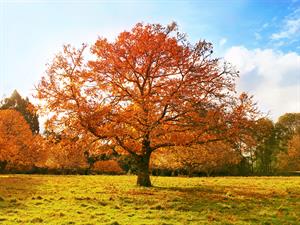 shutterstock_14767792_autumn tree_rudens koks.jpg