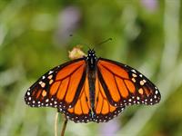 shutterstock_2464753807_butterfly_taurenis.jpg