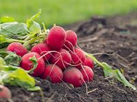 shutterstock_1361233163_radish_redīsi.jpg