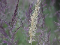 shutterstock_2330910525_common bent_parastā smilga.jpg