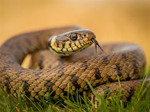 shutterstock_2311286831_snake_čūska.jpg