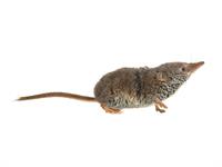 Shutterstock_2221361537_mouse_pele.jpg