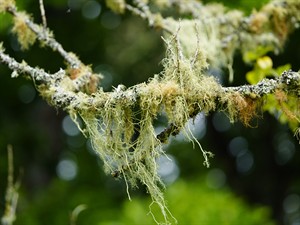 shutterstock_2652447725_grubby beard lichen_bārdķērpji.jpg