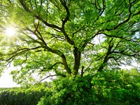shutterstock_1713614590_tree_koks.jpg
