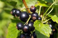 black-currant-1508531_960_720.jpg