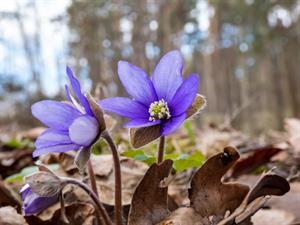 Shutterstock_2532503547_noble liverwort_zilā vizbulīte.jpg
