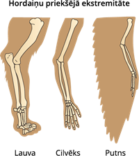 YCUZD_231017_5671_hordaiņu priekšējā ekstremitāte_2.png