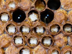 Shutterstock_2364824939_honey bee pupae_medus bišu kūniņas.jpg