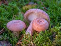 shutterstock_2104022105_woolly milkcap_vilnītis.jpg
