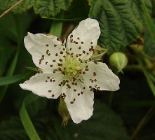 rubus caesius-dauwbraam-06.png