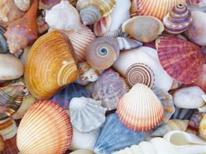 Shutterstock_459141244_shells_gliemežvāki.jpg