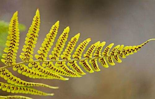 fern-leaf-2680739_1280.jpg