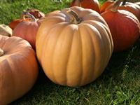 shutterstock_2215684517_pumpkin_ķirbis.jpg