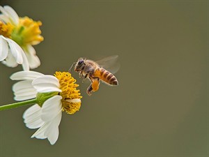 shutterstock_2488384057_bee_bite.jpg