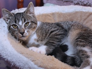 shutterstock_737503540_cat_kaķis.jpg