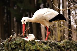 storks-2206638_1280.jpg