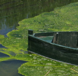 algae_2.png