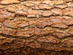 Shutterstock_417610411_pine tree bark_priedes miza.jpg