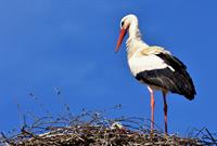 stork-2308235_1920.jpg